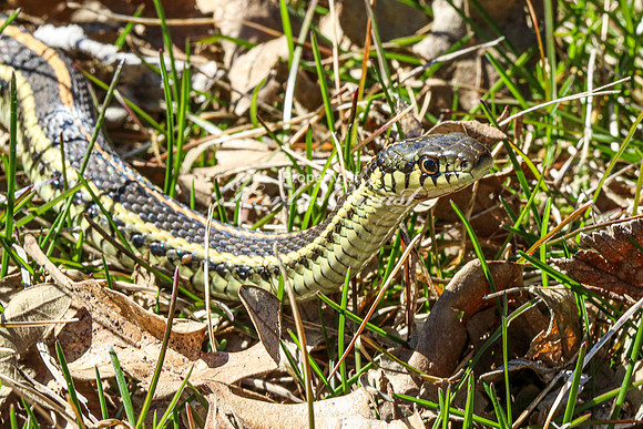 Garter Snake 2 - April 12, 2024 Oakwood Lakes State Park South Dakota